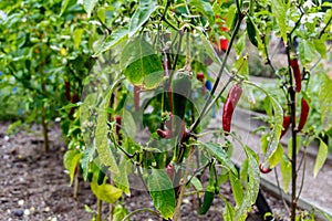 Red and green cute ornamental pepper in vegetable garden (Capsicum annuum)