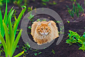 Red green-eyed cat resting on the green grass.