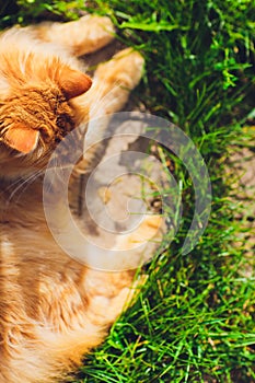 Red green-eyed cat resting on the green grass.