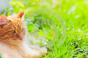 Red green-eyed cat resting on the green grass.