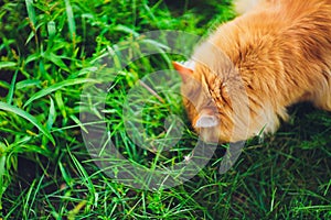 Red green-eyed cat resting on the green grass.