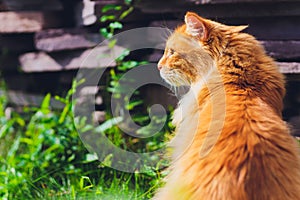 Red green-eyed cat resting on the green grass.