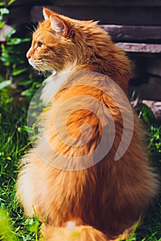 Red green-eyed cat resting on the green grass.