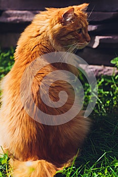 Red green-eyed cat resting on the green grass.