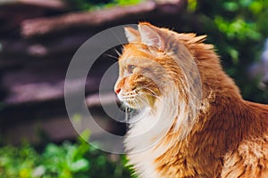 Red green-eyed cat resting on the green grass.