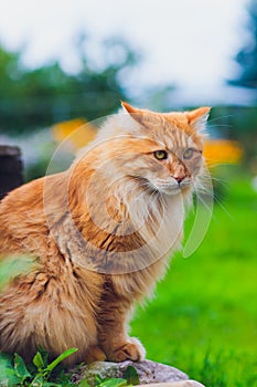 Red green-eyed cat resting on the green grass.