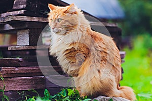 Red green-eyed cat resting on the green grass.