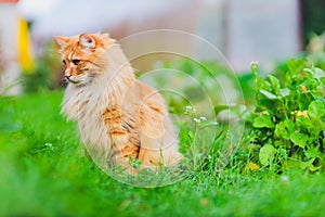 Red green-eyed cat resting on the green grass.