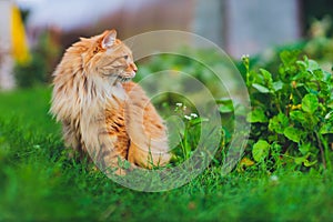 Red green-eyed cat resting on the green grass.