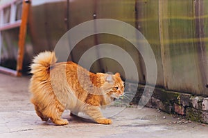 Red green-eyed cat resting on the green grass. eating locusts