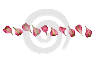 Red and green flower petals border on white background isolated close up, tender pink flower petals pattern