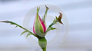 A red and green flower waving in the wind background