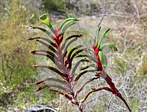 Red and green flowers of west Australian wild flower Anigozanthus manglesii kangaroo Paw.