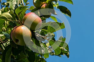 red green fresh apples on the tree on blue sky background