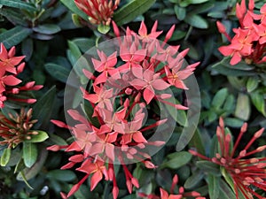 Red green garden flower plants outdoors holiday summer