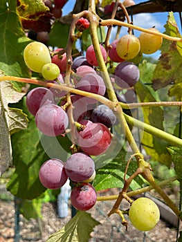 Red and Green Grapes Ready for Harvest in Summer