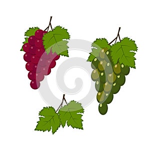 red and green grapes. Vector illustration isolated on white background