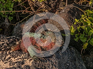 Red and Green Iguana