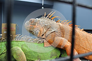 red and green iguanas in a cage