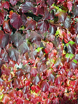 Red and green ivy.