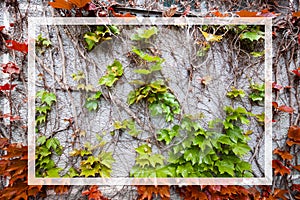 Red and green ivy leaves in a white rectangular frame on a gray concrete wall, background texture surface photo