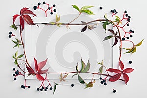 Red and green ivy on white background