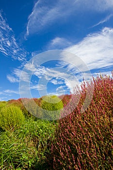 Red and green Kochia bushes in Ibaraki,Japan