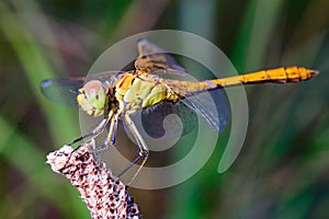 Red and green large Dragonfly