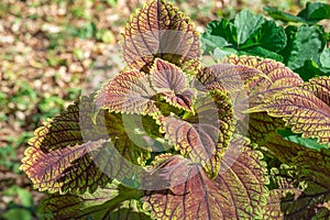 Red green leaf of coleus forskohlii in garden autumn close-up.