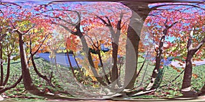 Red Green Leaf Peeping Autumn Scene with Tree Branches, 360 Pano
