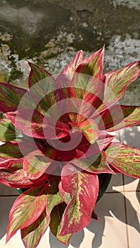 Red and green leaf plant named aglonema lipstik