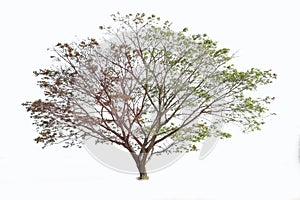 Red and green leaf tree on isolate white