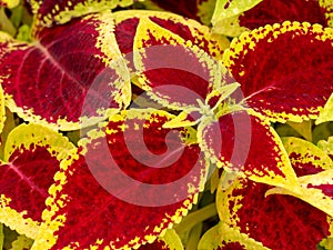 Red and green leaves of the coleus plant, Plectranthus scutellarioides