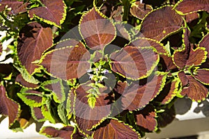 Red and green leaves of the coleus plant  Plectrums scutellarioides. of the family of Lamiaceae