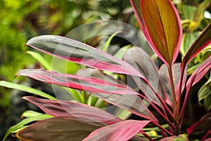 Red-green leaves Cordyline terminalis photo