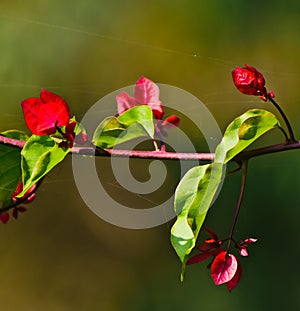 Red and green leaves of a flower plants