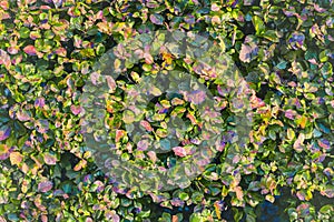 Red green leaves foliage, bush nature backdrop