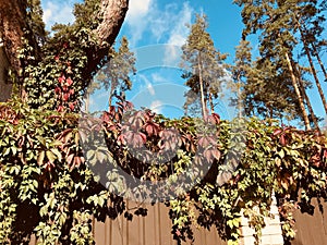 Red & green leaves hang over a fence in front of autumn pine trees