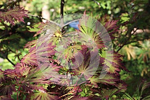 Red and green leaves of a Japanese Maple tree in dappled sunlight