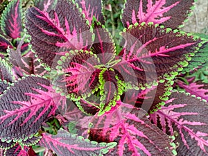 Red and green leaves of the plant , Plectranthus scutellarioides. decorative plants. The beautiful painted nettle or Flame nettle