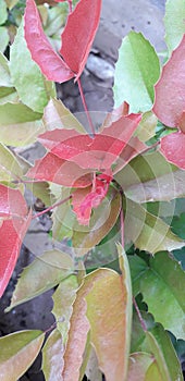 Red and green leaves. Fotinia. photo
