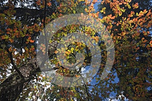 Red and green leaves together on tree, autumn color