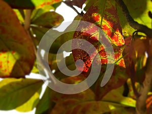 Red and green leaves under bright sunlight