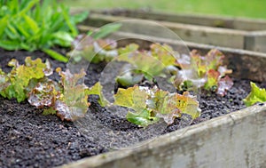 red and green lettuce growing in the soil in a wooden bed