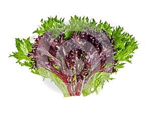 red and green lettuce isolated on white background