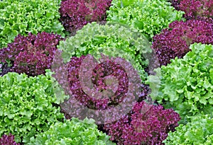 Red and Green Lettuce Together