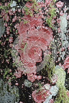 Red and green lichens on palm trunk