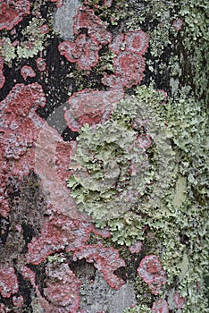 Red and green lichens on palm trunk