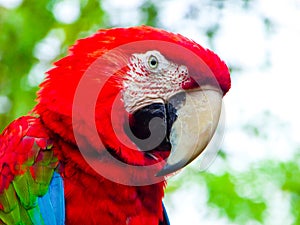 A Red-and-green Macaw