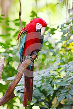 A red and green Macaw (Ara chloroptera) is standing on trunk in the zoo photo